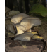 Мицелий Вешенки поздней (Panellus serotinus)